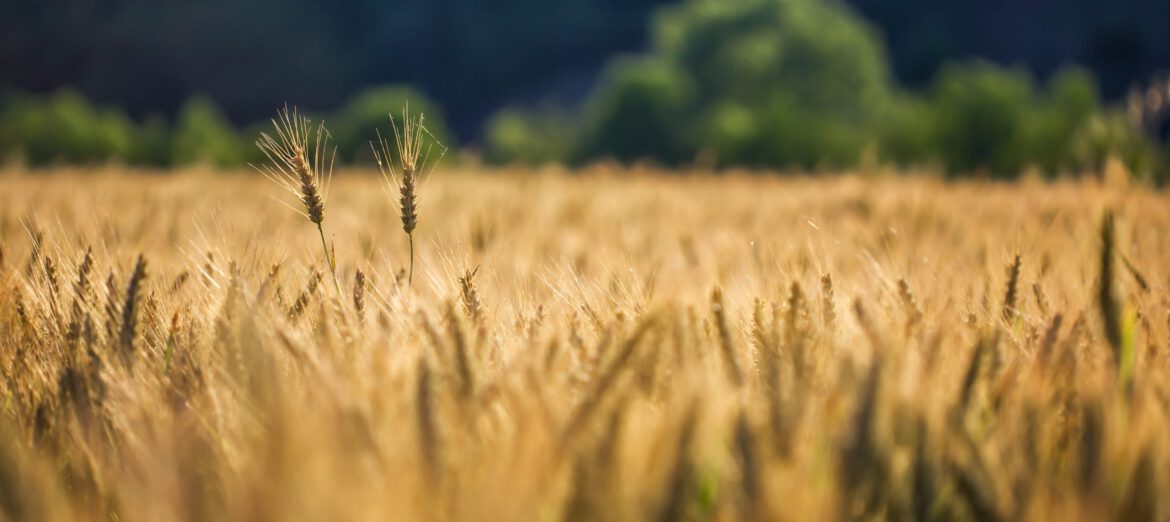 Selective shot of golden wheat in a wheat field with a blurred background