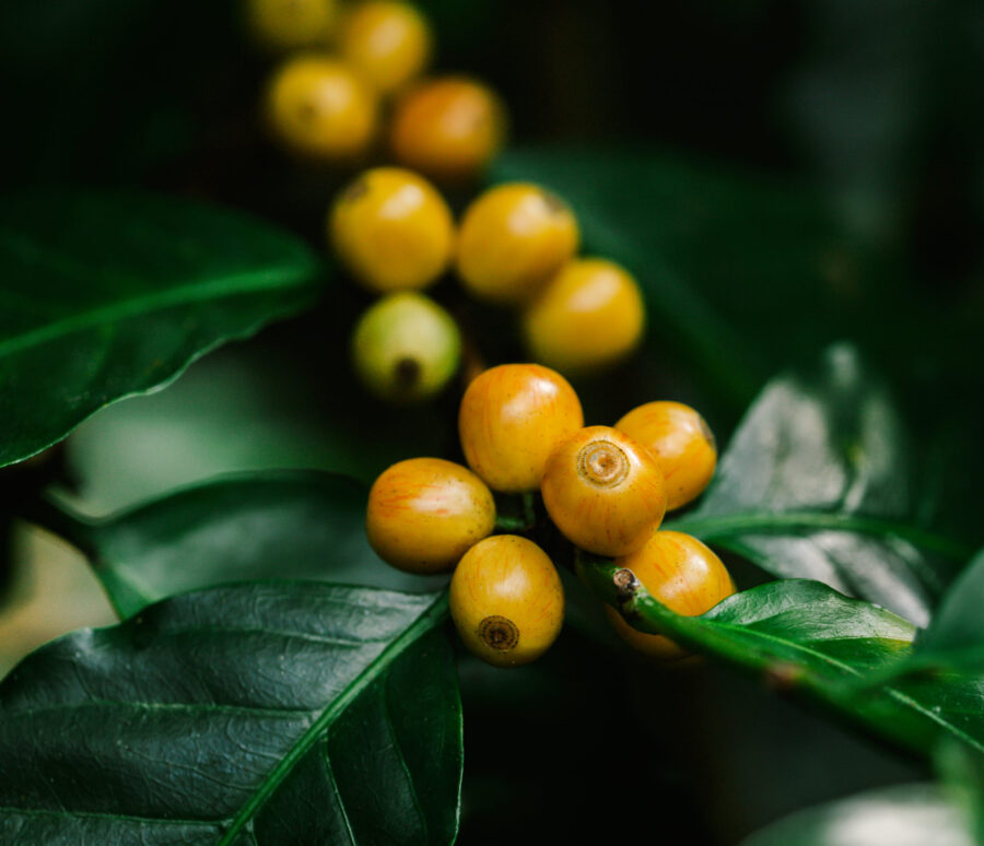 yellow catimor Coffee beans ripening on tree in North of thailan